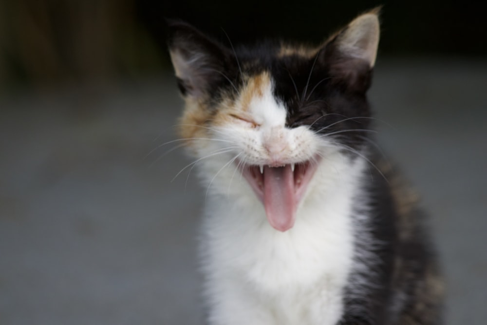 a black and white cat yawning with its mouth open