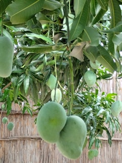 Clusters of unripe green mangoes hang from a tree surrounded by lush green leaves. The background features a bamboo or wooden fence, giving a tropical garden atmosphere.