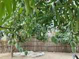A vibrant mango orchard with researchers examining soil samples under bright sunlight