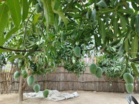 A lush, verdant garden with numerous mangoes hanging from the branches of leafy mango trees. The ground is covered with a layer of sand, and a bamboo fence encloses the area. White fabric or cloth is seen laid out on the ground.