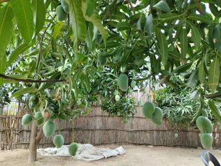 A scientist examining soil samples in a lush mango orchard under bright sunlight.