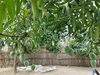 Expansive plantation land with rows of thriving mango trees.