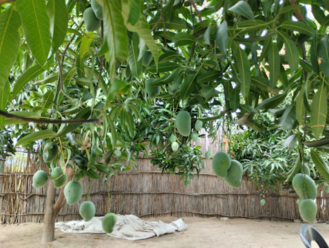 A vibrant mango orchard with researchers examining soil samples under bright sunlight