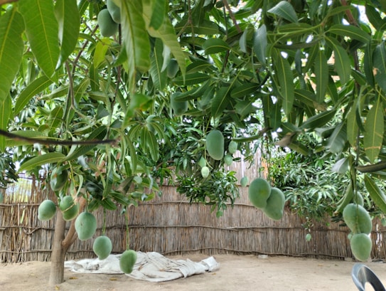 A lush, verdant garden with numerous mangoes hanging from the branches of leafy mango trees. The ground is covered with a layer of sand, and a bamboo fence encloses the area. White fabric or cloth is seen laid out on the ground.