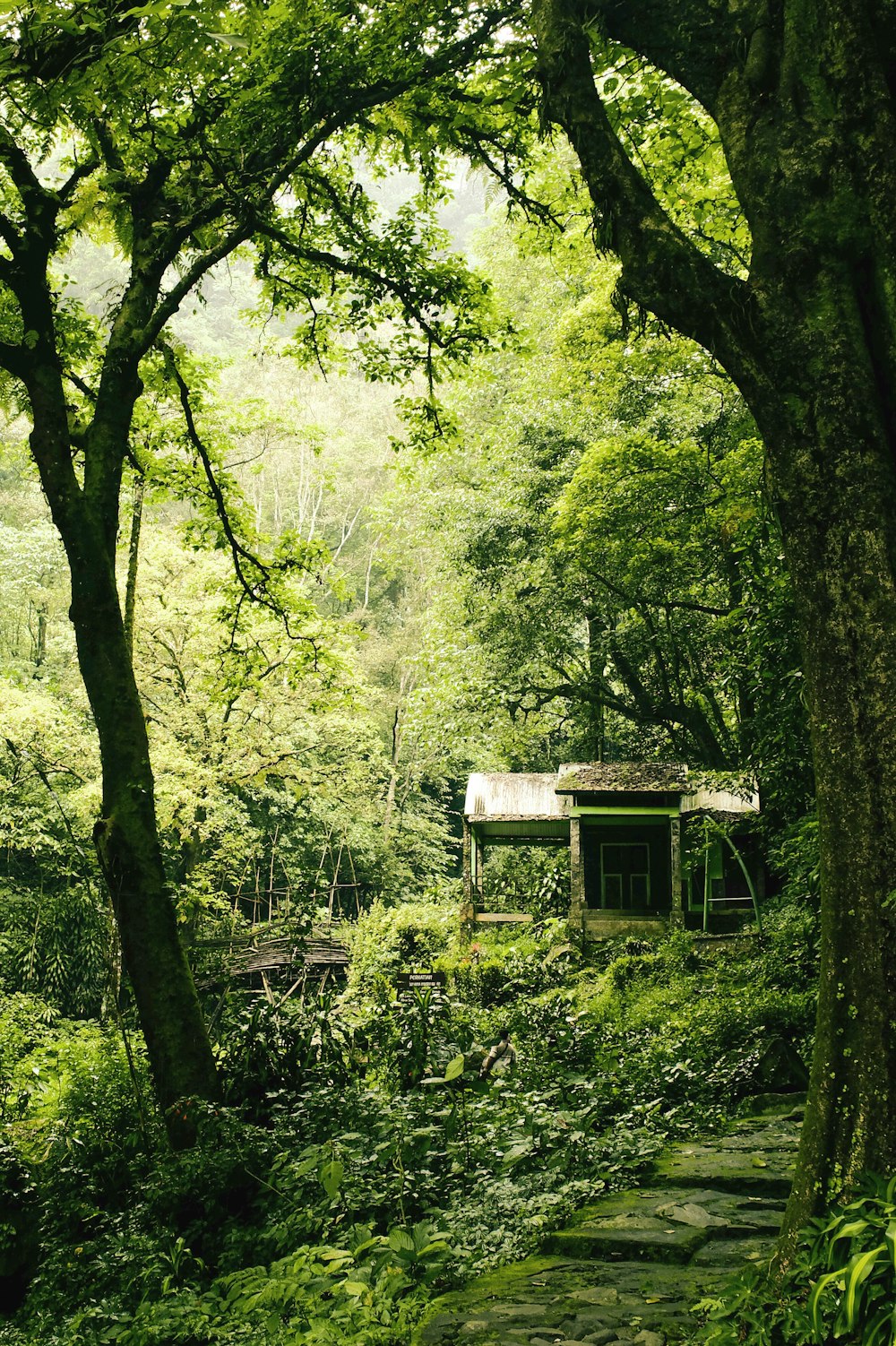 a small cabin in the middle of a forest