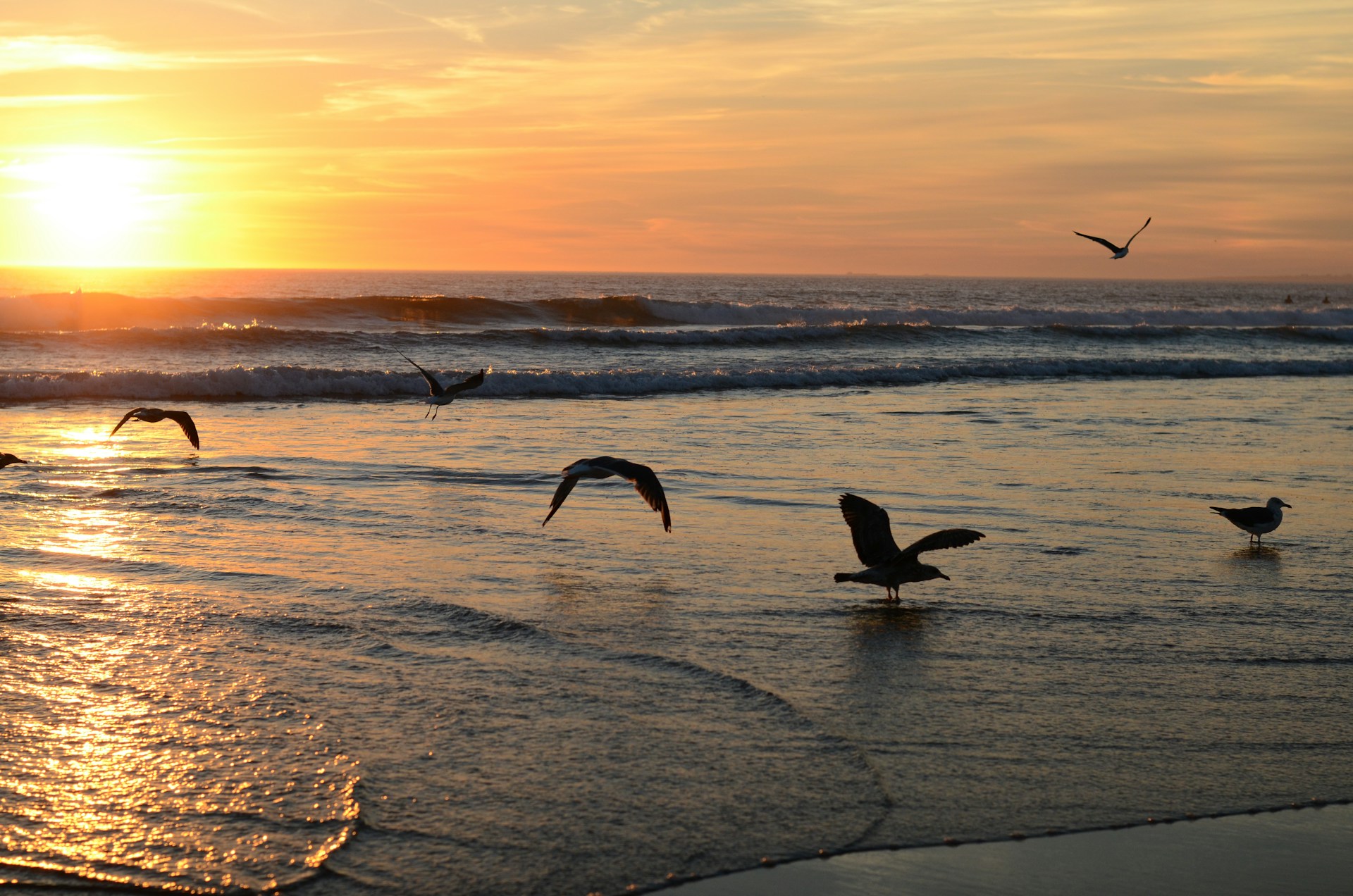 a flock of birds flying over the ocean at sunset