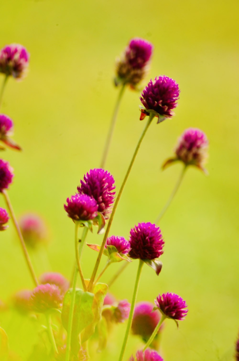 un ramo de flores que están en la hierba