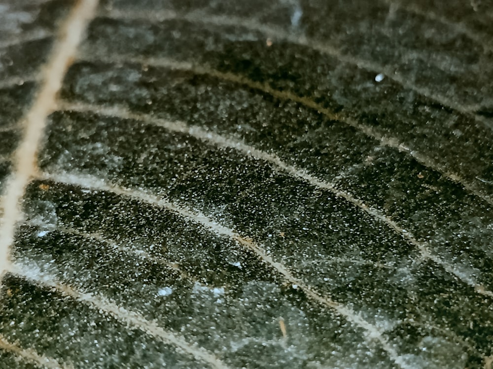 a close up of a leaf with snow on it