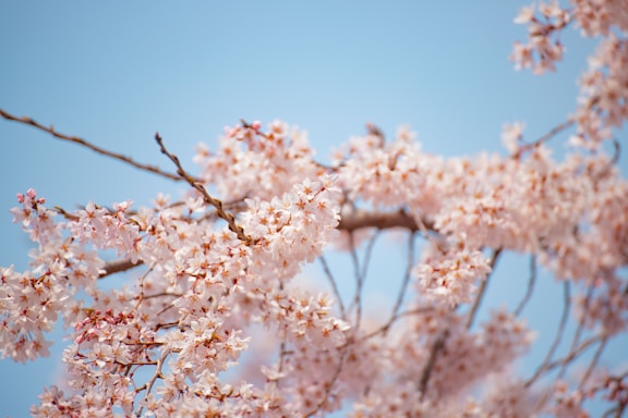 a branch of a tree with pink flowers