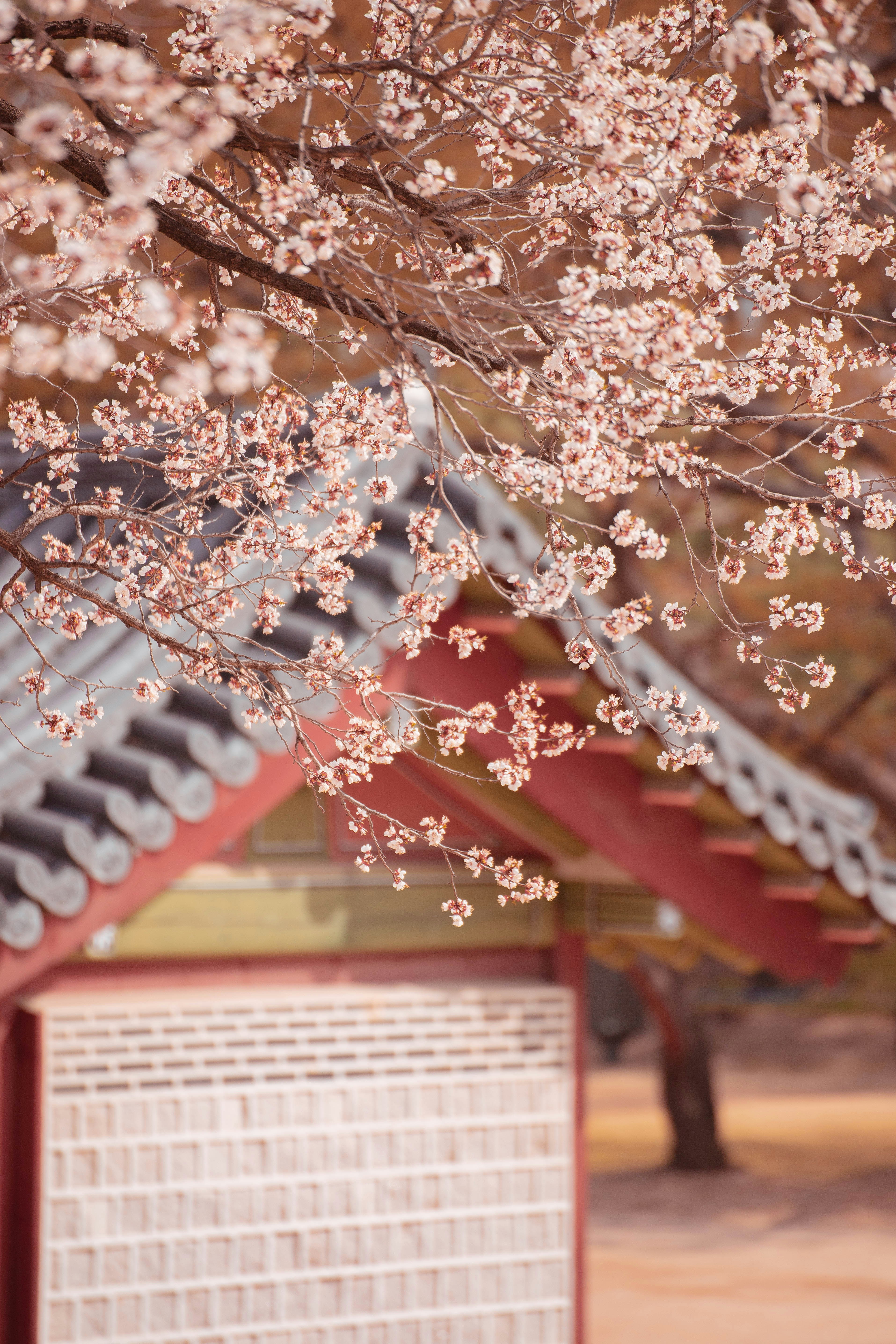 Seoul's Premier Cherry Blossom Destinations Beyond the Crowds