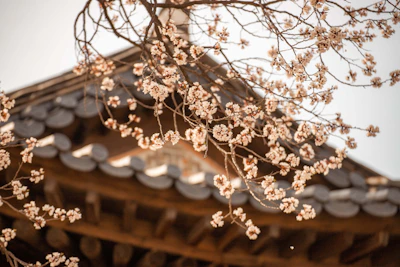 Delicate cherry blossom branches framing a serene meditation space bathed in natural light.