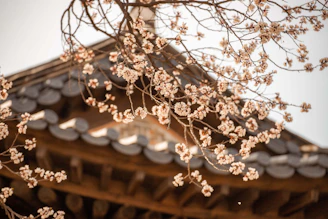 Delicate cherry blossom branches framing a serene meditation space bathed in natural light.
