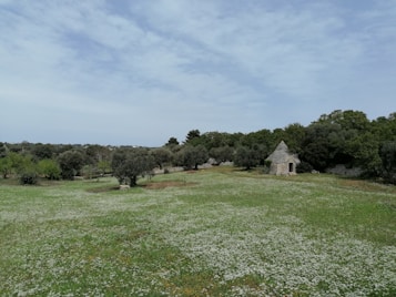 A picturesque rural landscape with a field of green grass scattered with small white flowers. In the background, a stone structure with a conical roof, possibly a traditional trullo, is nestled amongst lush trees. The sky is partly cloudy, adding to the serene atmosphere of the scene.
