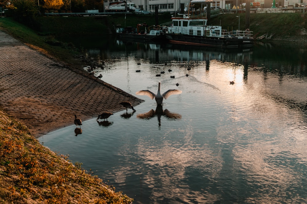 una bandada de pájaros flotando en la cima de un lago