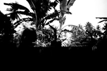 A black-and-white image depicting a dense array of tall palm and banana trees. The silhouettes of large leaves create a dramatic contrast against a bright background. Vegetation appears lush and abundant, filling the foreground and background.