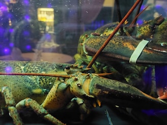 Several lobsters are crowded together inside a tank. The glass enclosure creates reflections and distorts the light, showing a mix of colors. The claws of one lobster are bound with a white band, and the detailed texture of their shells is visible. A blurred background with purple and yellow lights adds a moody ambiance.