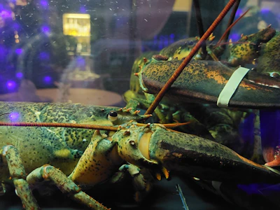 Close-up of shimmering live lobsters in a sleek, illuminated seafood tank with gold accents.