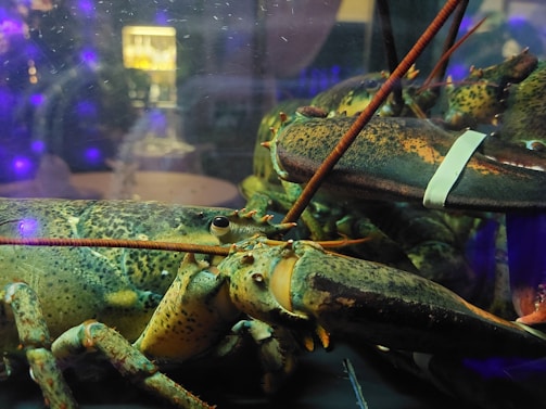 Several lobsters are crowded together inside a tank. The glass enclosure creates reflections and distorts the light, showing a mix of colors. The claws of one lobster are bound with a white band, and the detailed texture of their shells is visible. A blurred background with purple and yellow lights adds a moody ambiance.