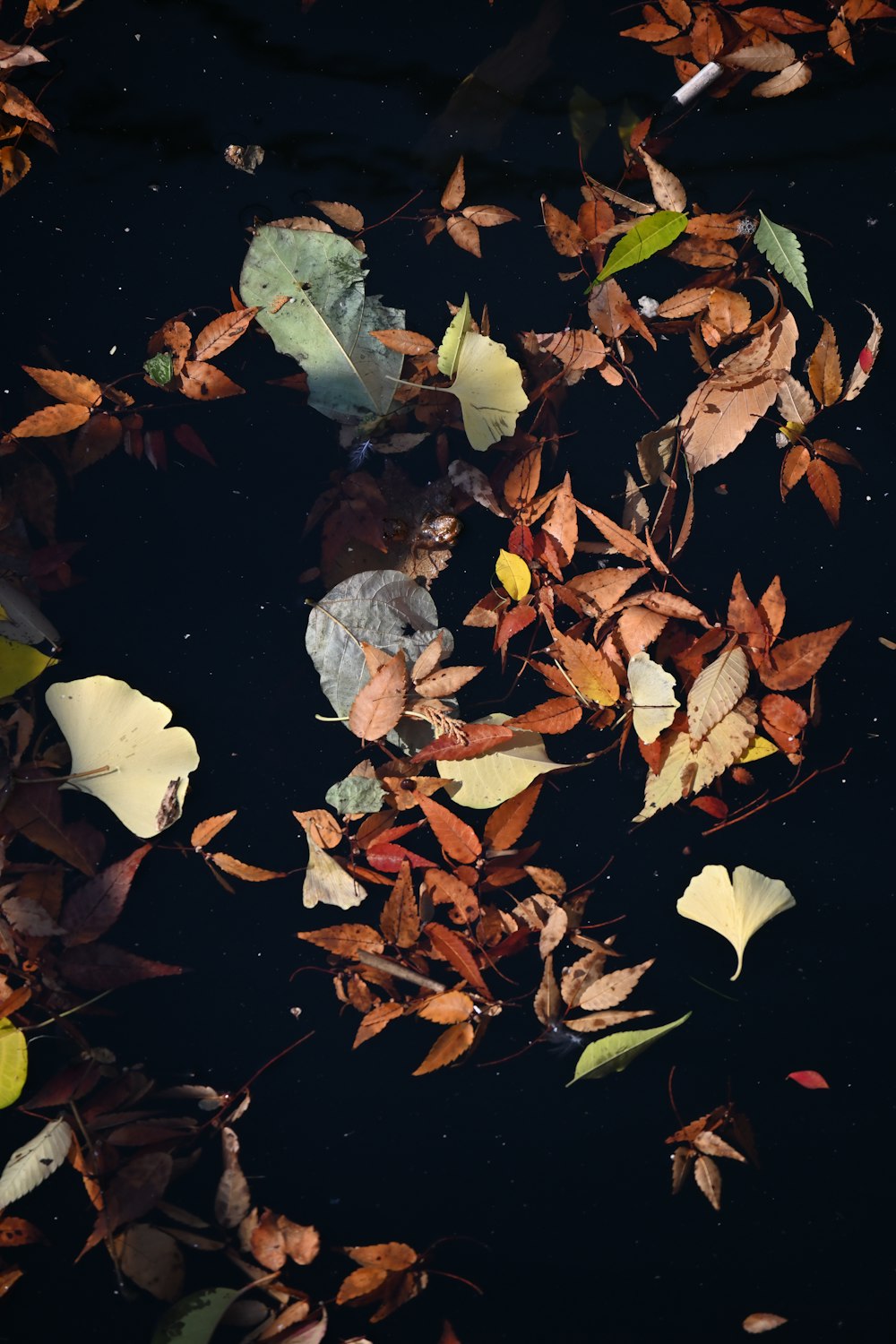 a group of leaves floating on top of a body of water