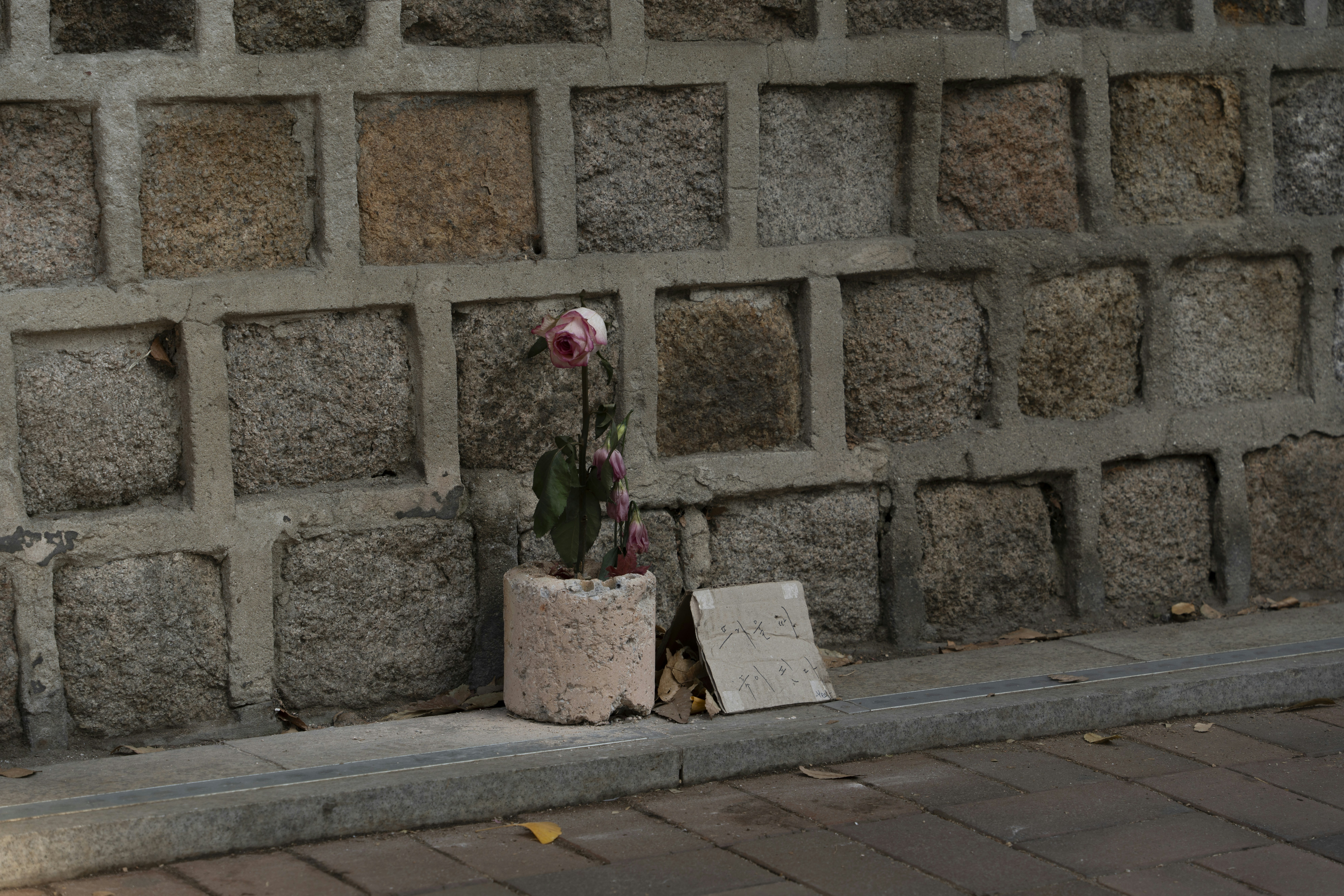 معاني أسماء الأولاد والبنات:  دلالة اسم رشا ورينا وأكثر