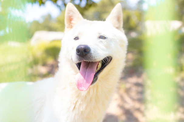 A playful dog wagging its tail in a sunny outdoor area