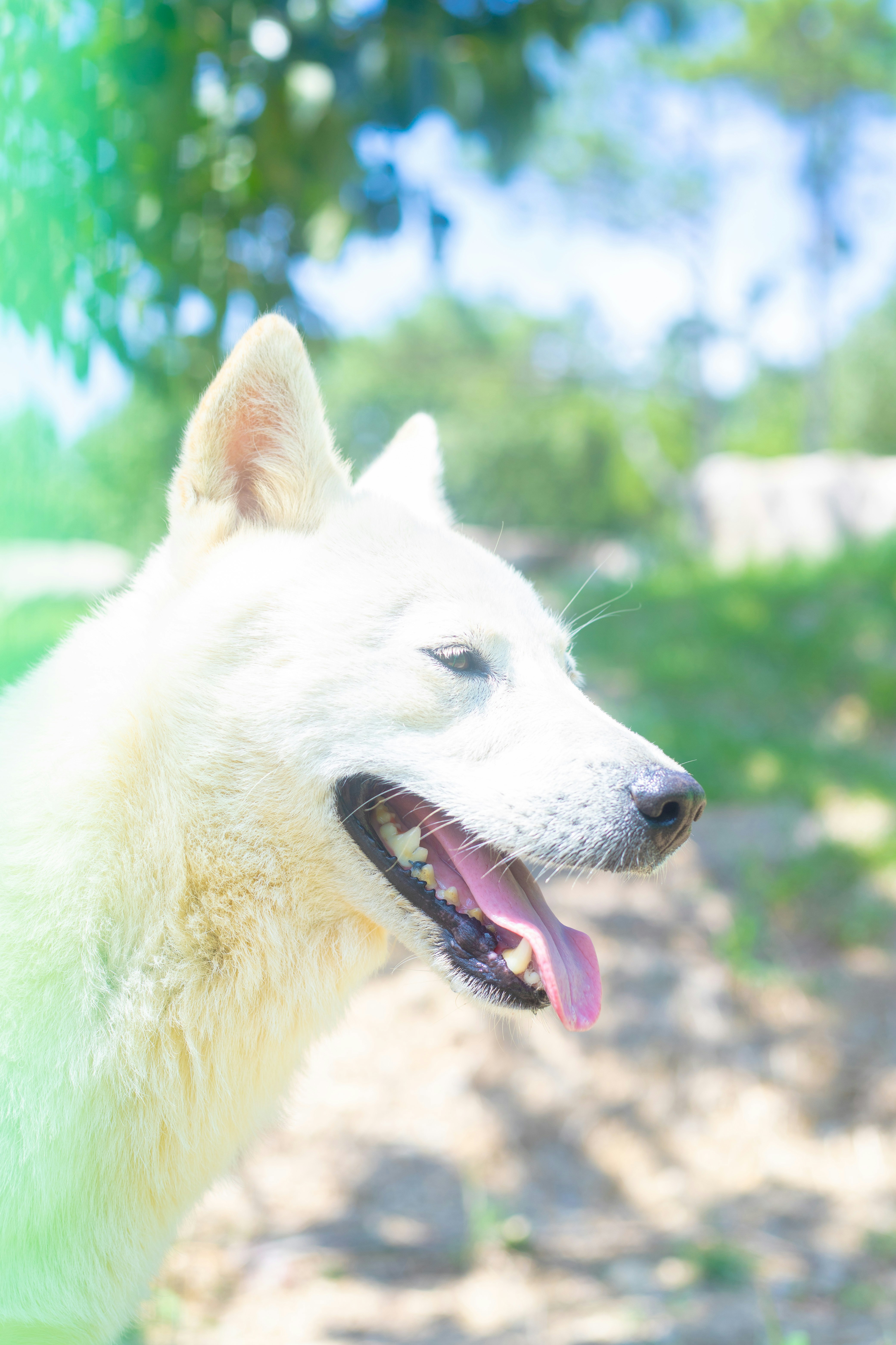 a close up of a dog with its tongue out