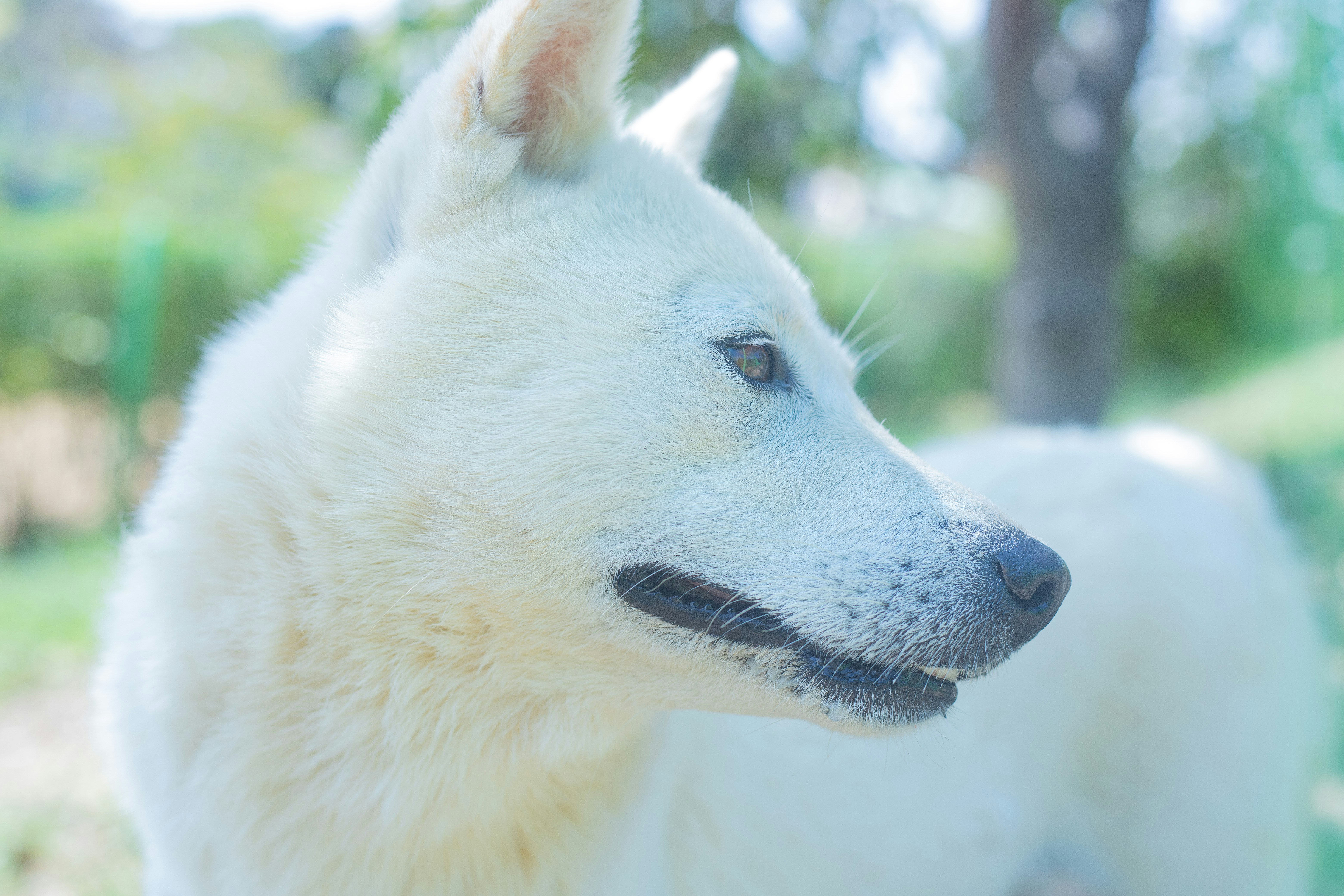 a close up of a dog with a blurry background
