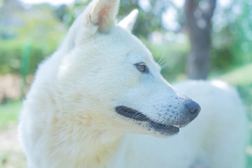 Korean Jindo, photo 1