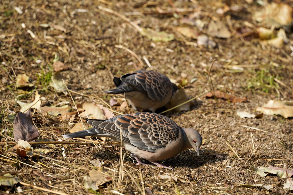 a couple of birds standing on top of a dry grass field