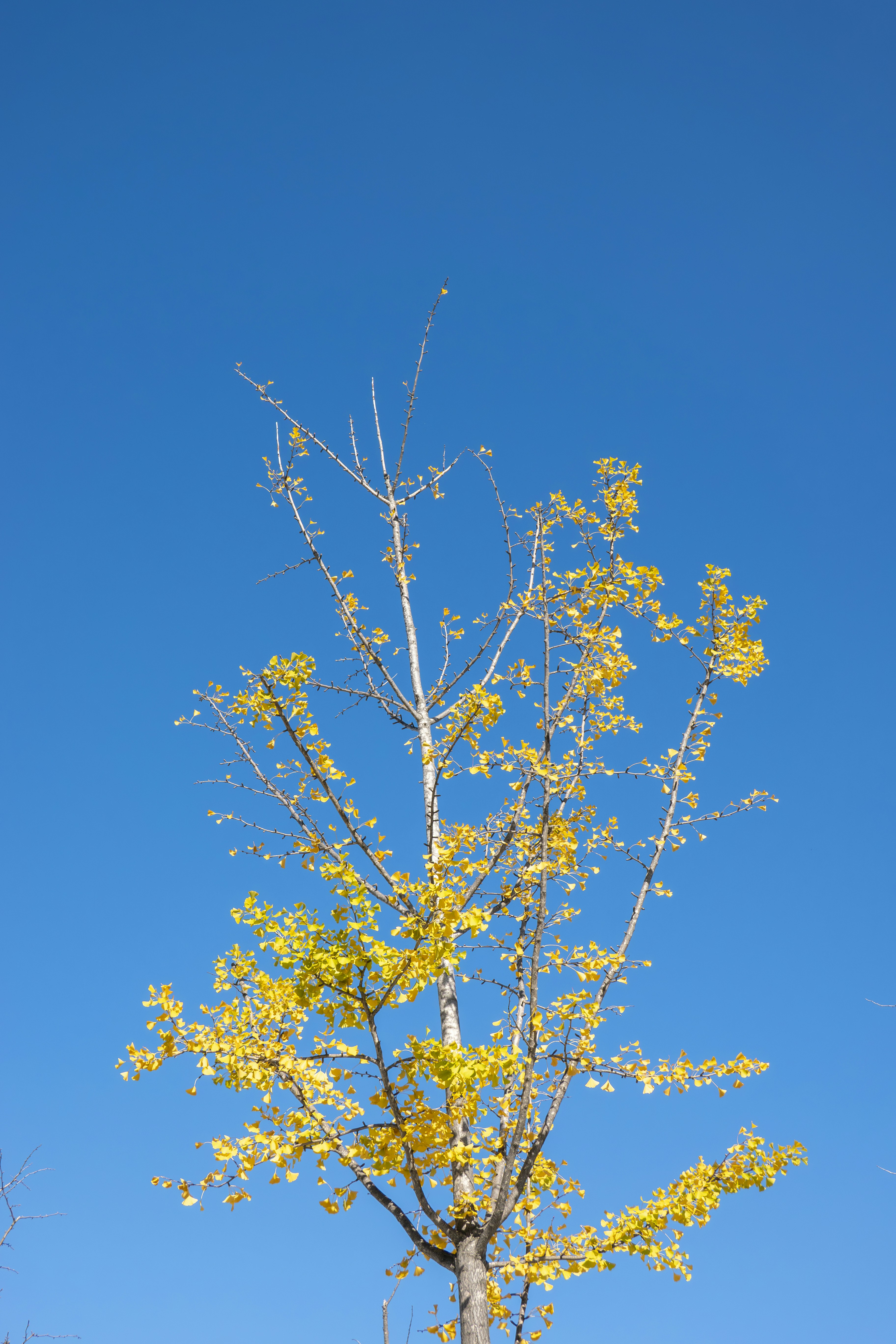 a tree with yellow leaves and a blue sky in the background