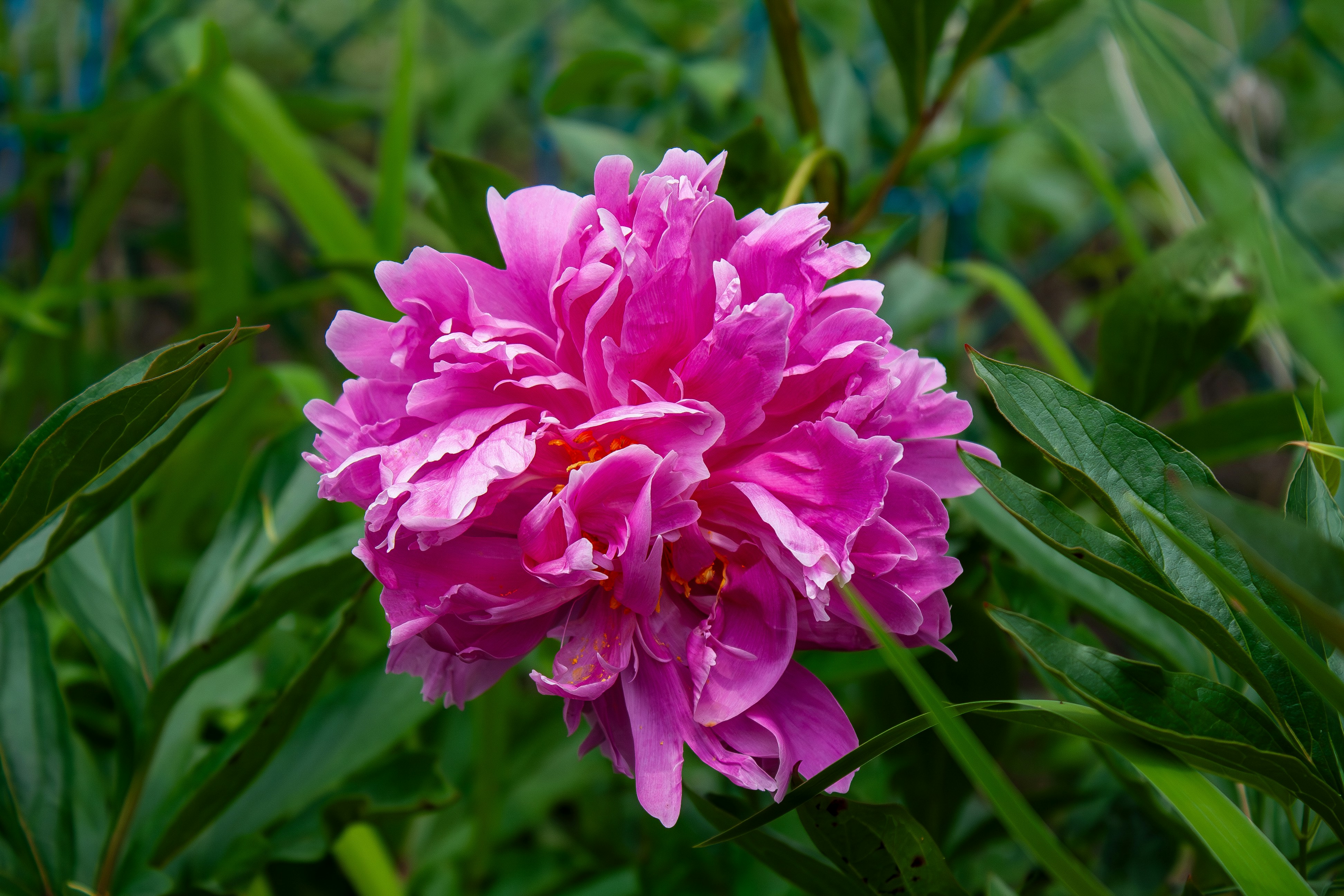 Photo by leandroyounis