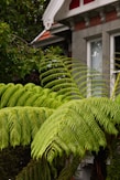 a house with a lot of green plants in front of it