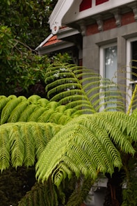 a house with a lot of green plants in front of it