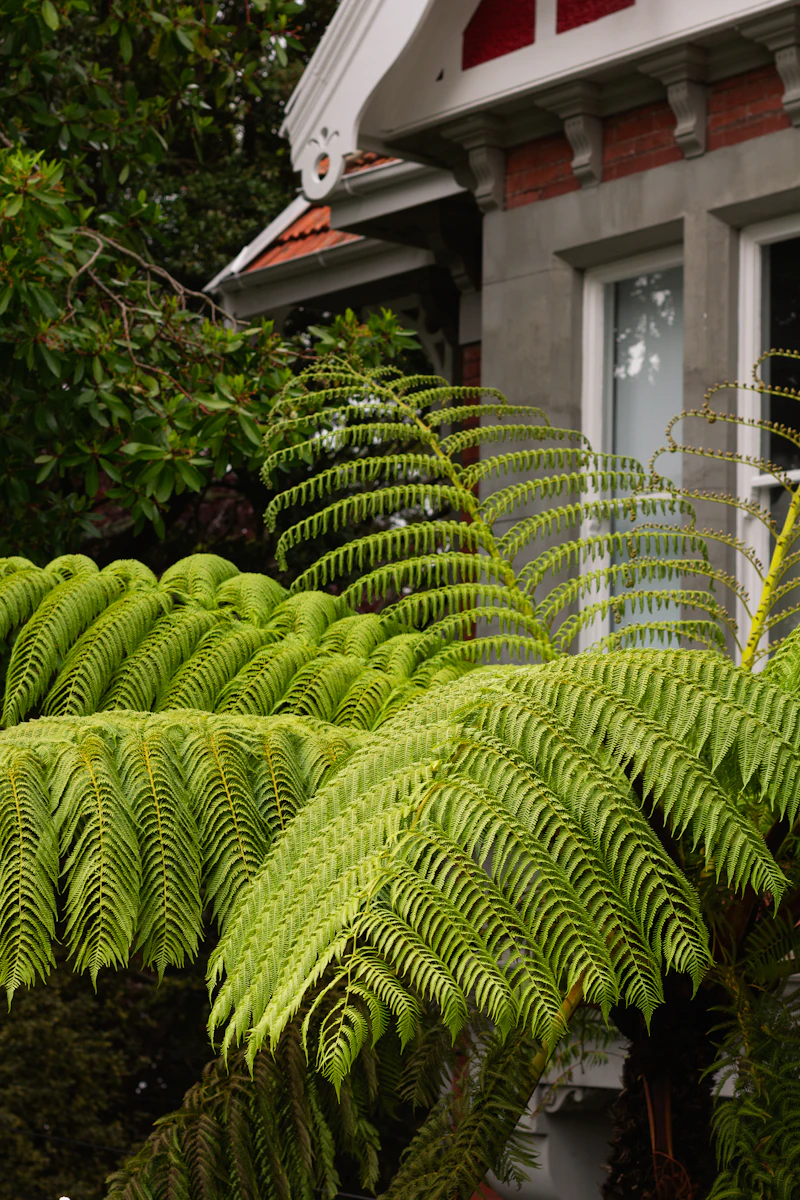 Bright green tree fern fronds overlapping in a shady corner