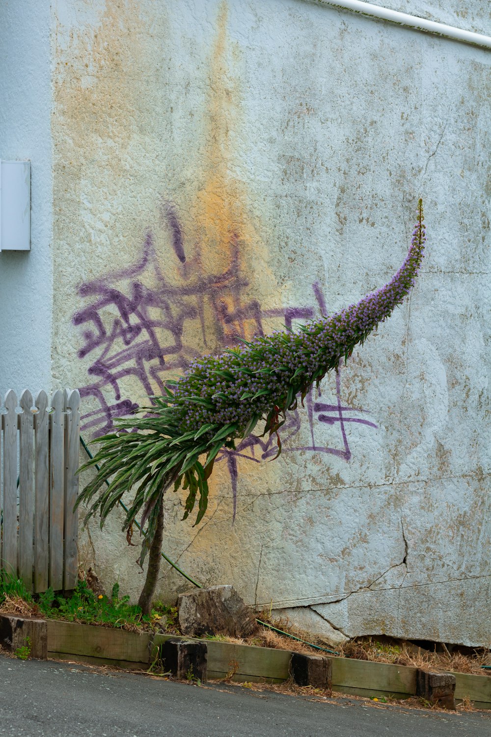a plant that is growing out of the side of a building