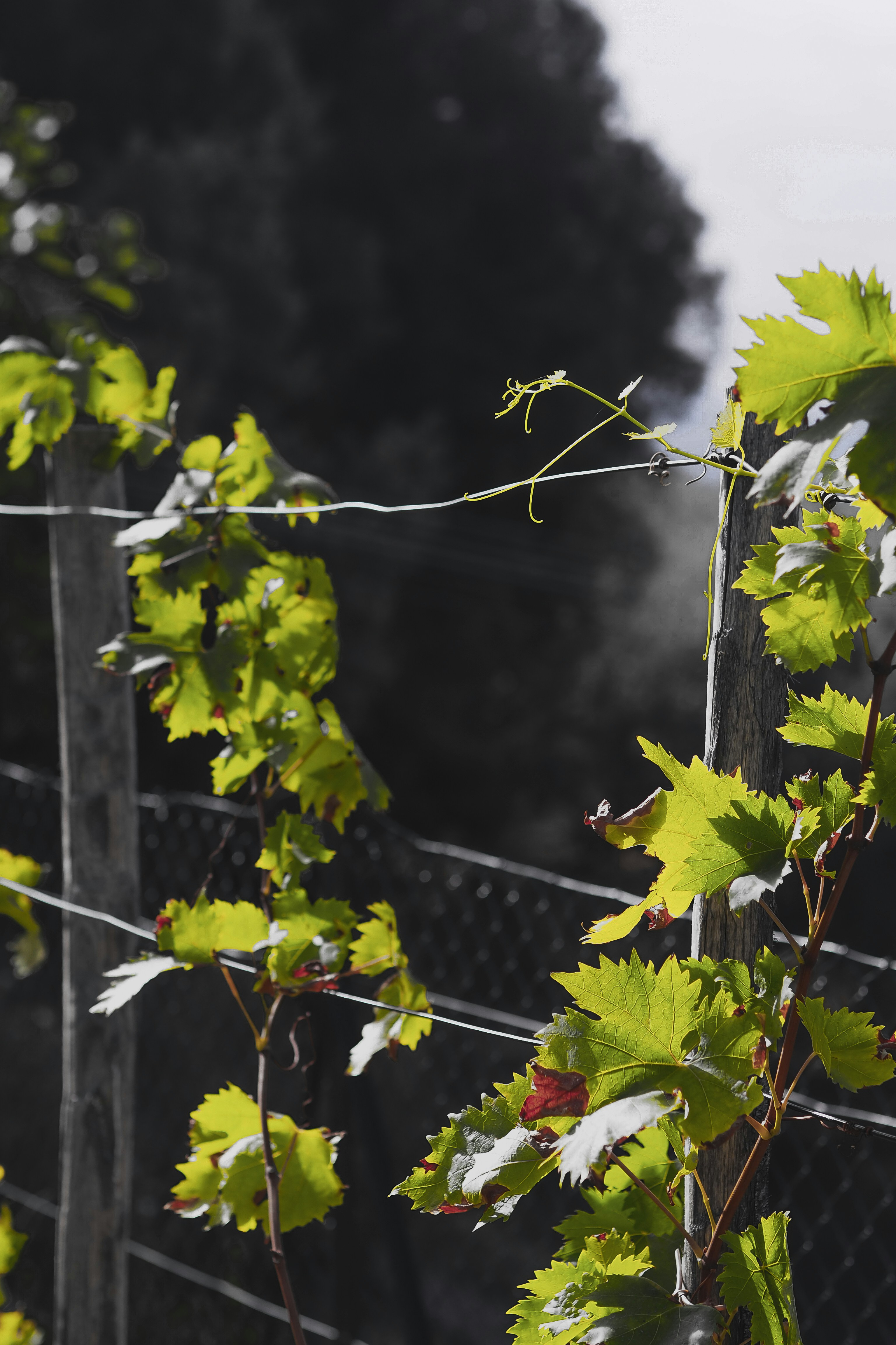 Photo by laurachouette