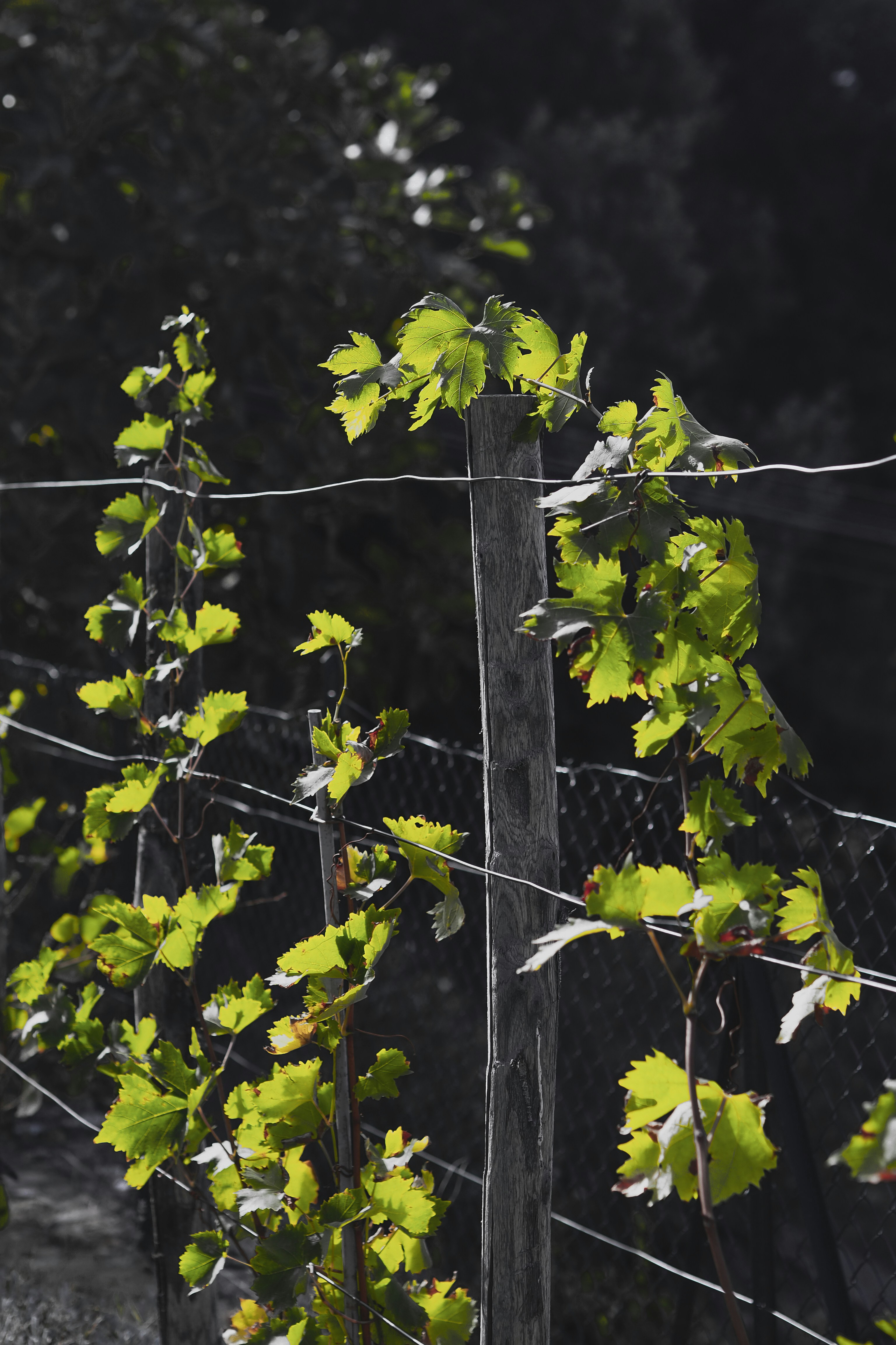 Photo by laurachouette