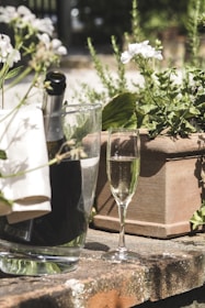 A glass of champagne sits on a stone surface next to a planter filled with green foliage and white flowers. A bottle of champagne is partially visible in a transparent ice bucket, accompanied by a white napkin. The scene is set outdoors with natural light highlighting the greenery and flowers.