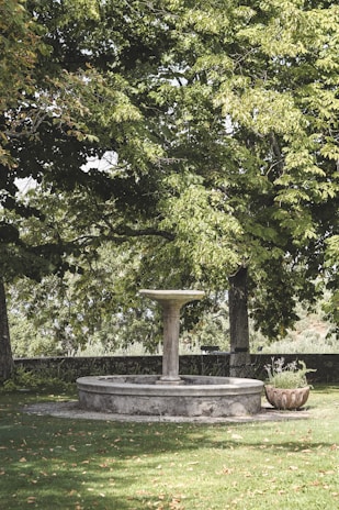 A charming bird bath surrounded by green foliage, highlighting its upcycled beauty.