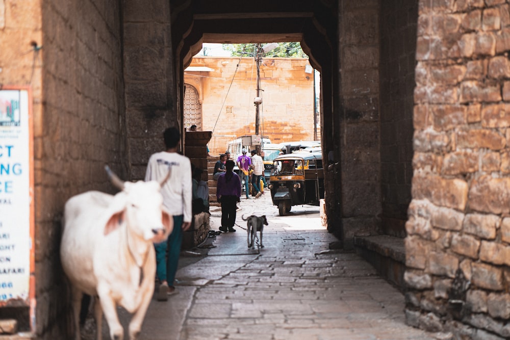 a cow walking down a street next to a dog