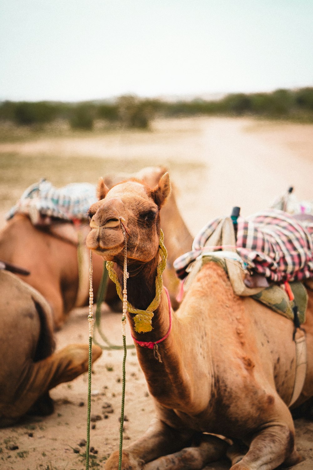 a couple of camels that are laying down