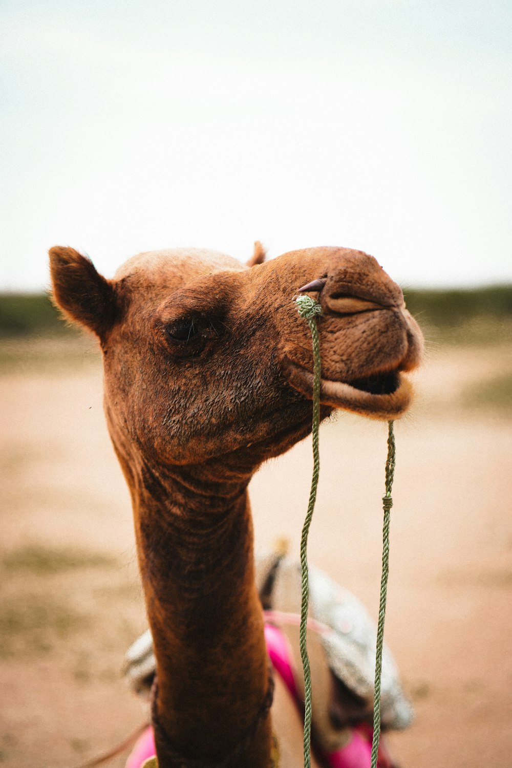 a close up of a camel with a saddle
