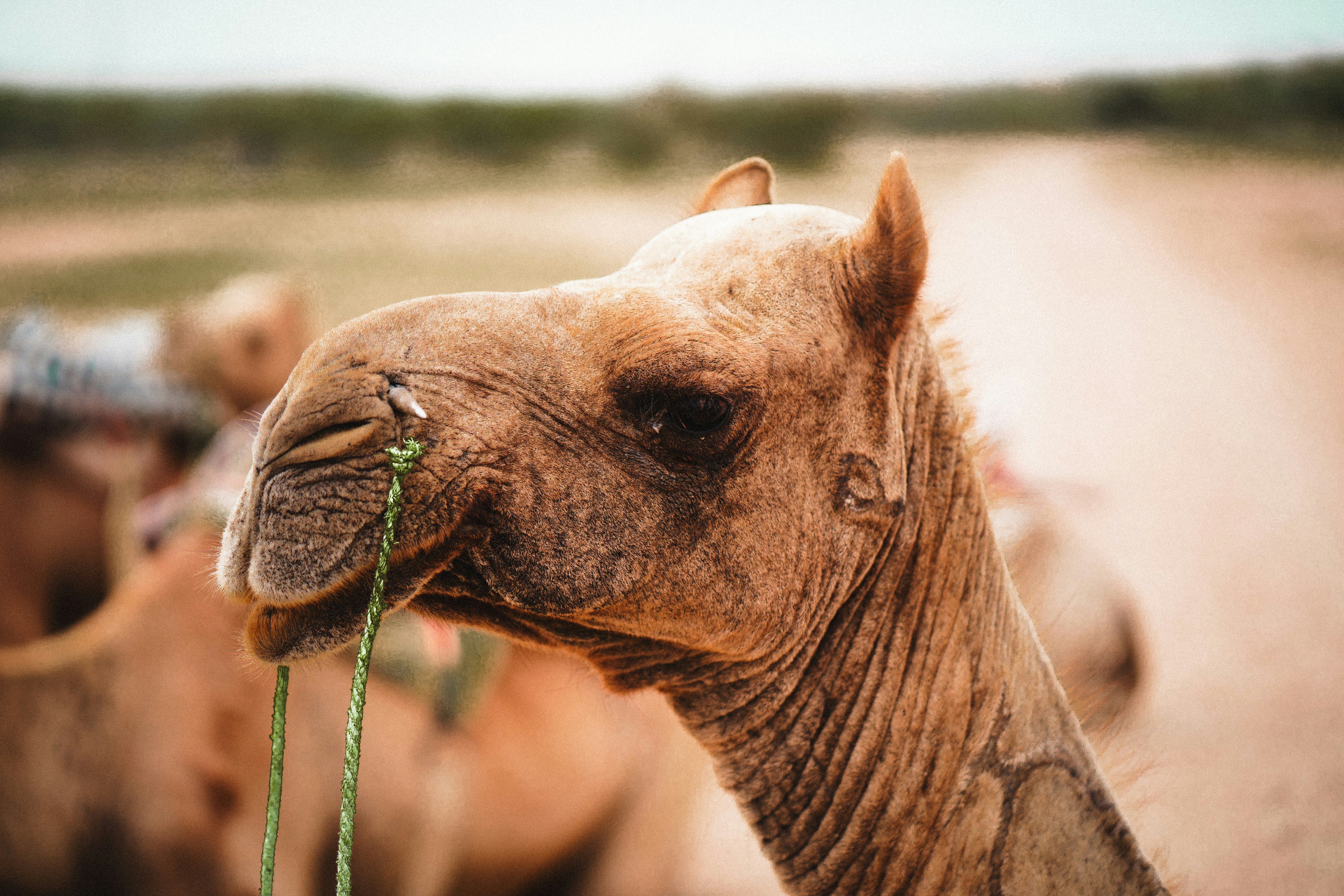Un primer plano de un camello con otros camellos en el fondo