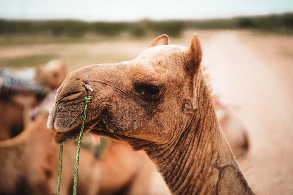 a close up of a camel with other camels in the background
