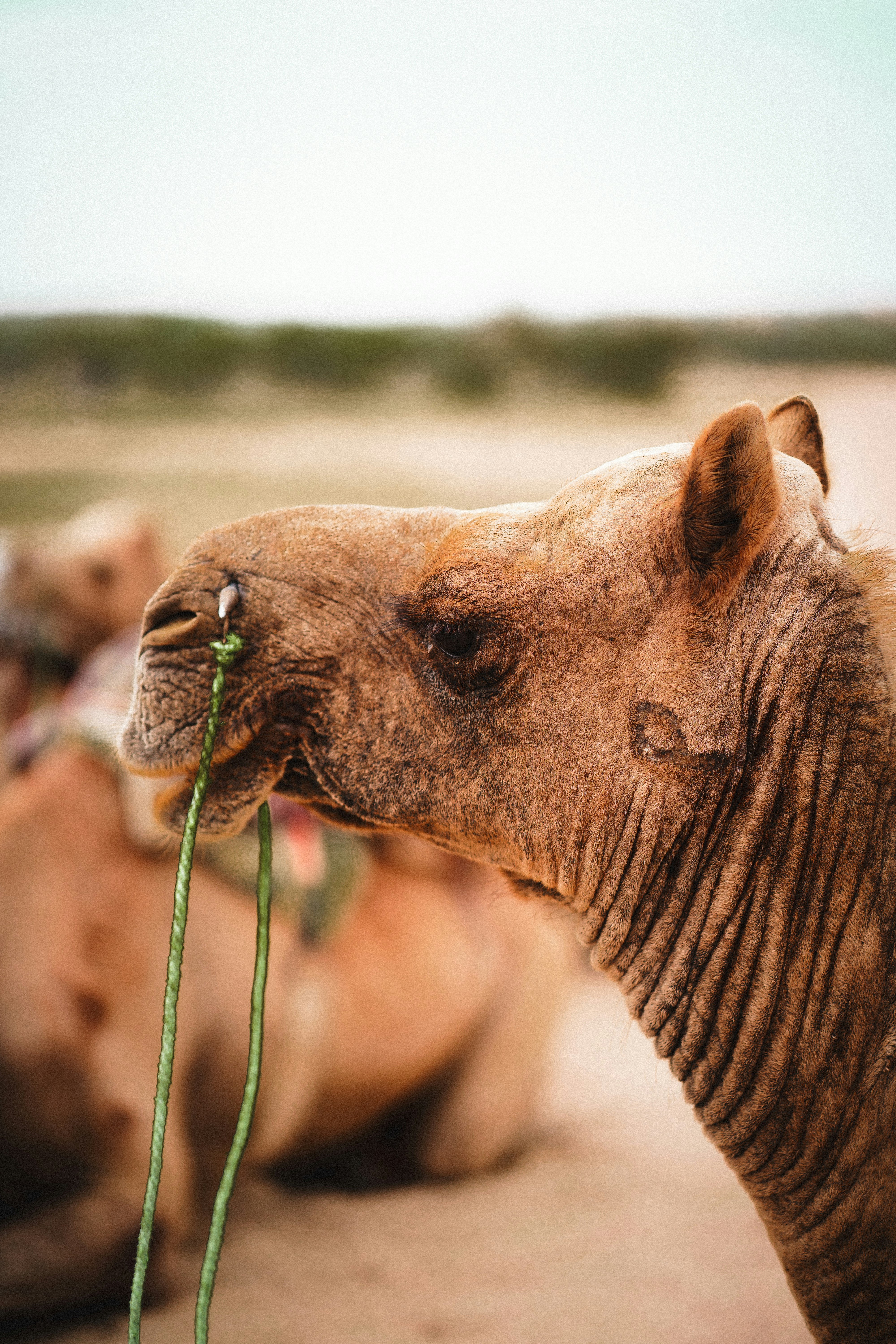 Un primer plano de un camello comiendo hierba