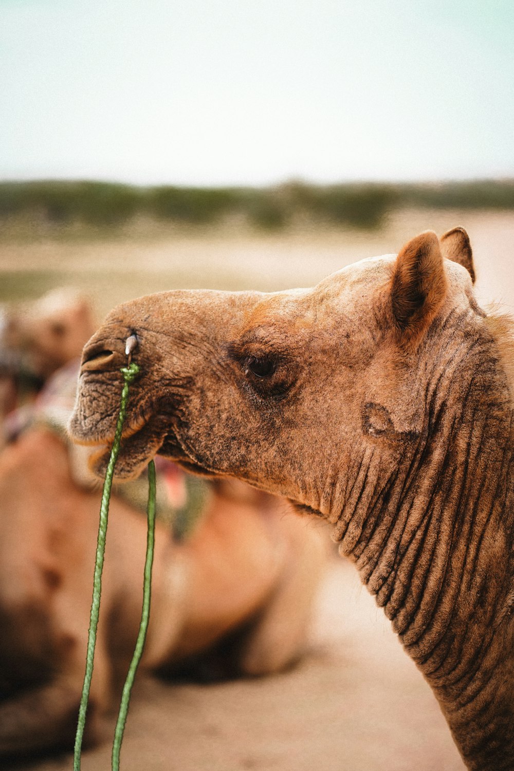 a close up of a camel eating grass