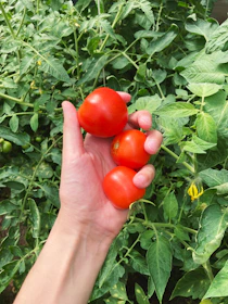 Close-up of hands gently harvesting ripe tomatoes from lush green plants in the garden.