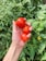 A happy farmer holding ripe tomatoes in a lush green field.