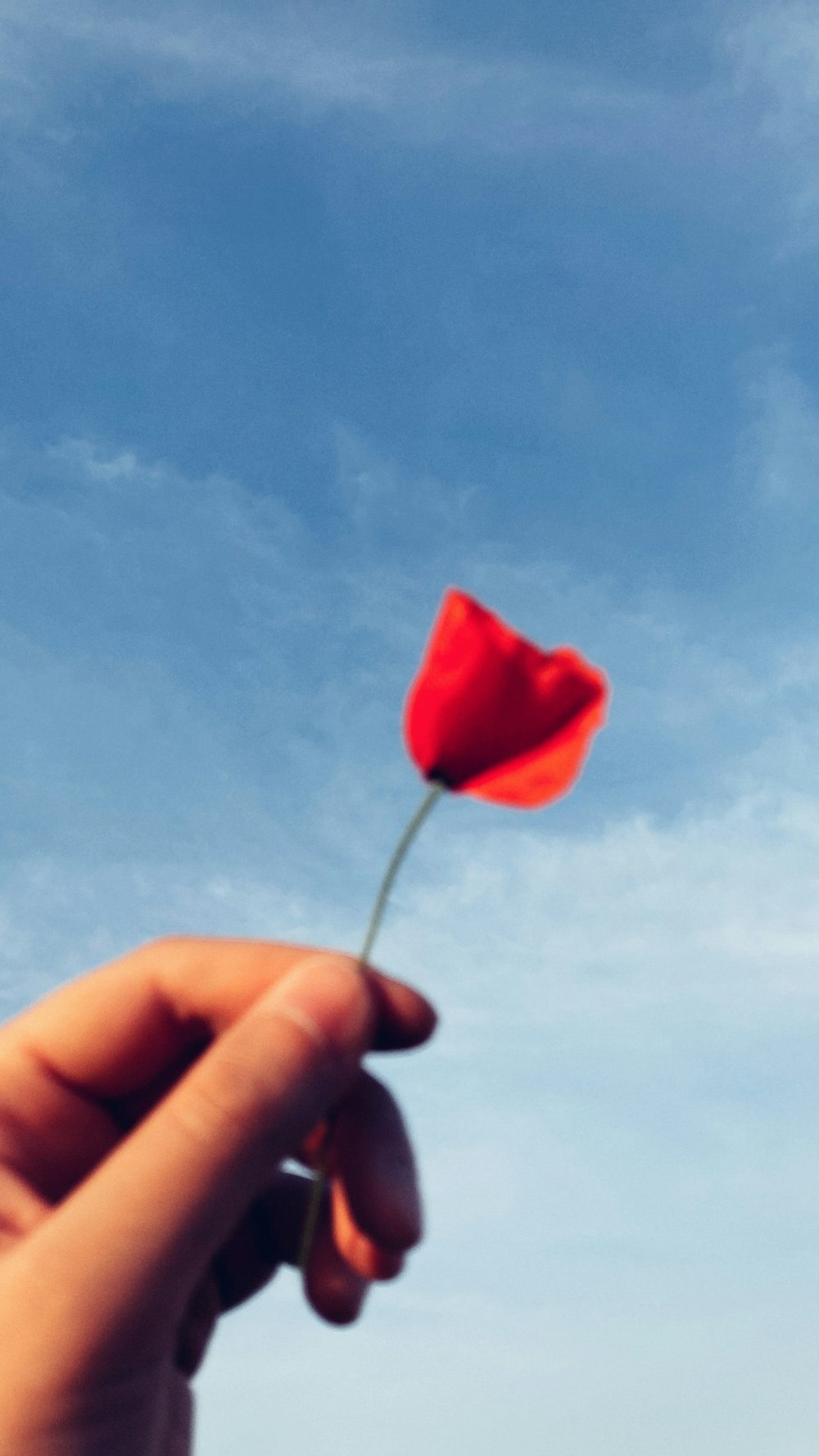 a person holding a red flower in their hand