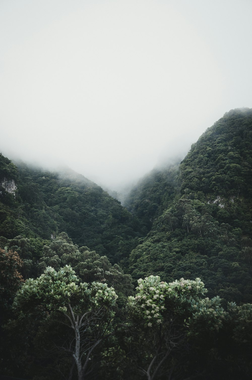 a foggy mountain with trees and bushes in the foreground